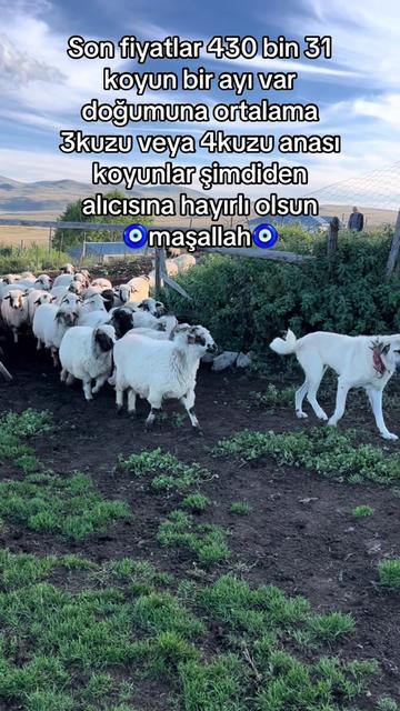 @karagozkoyunculuk2852