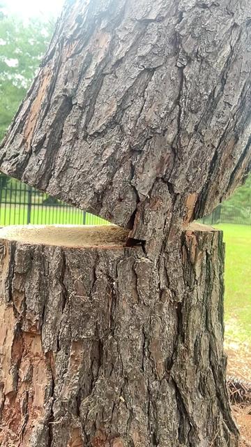 @The Tree Assassins