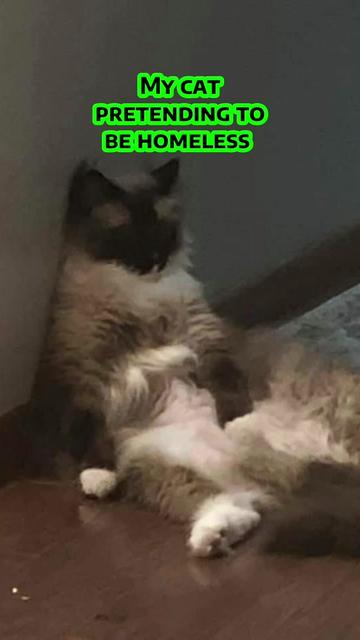 @Grapes the Maine Coon