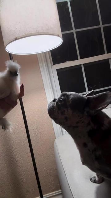 @Fly Lil Frenchie From OKC