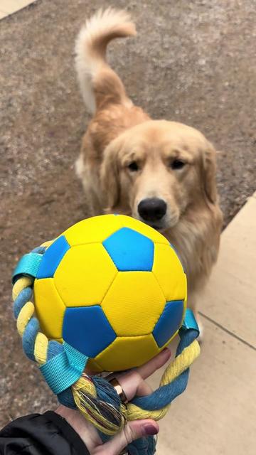 @rigatoni_thegolden