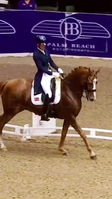 @DressageHub