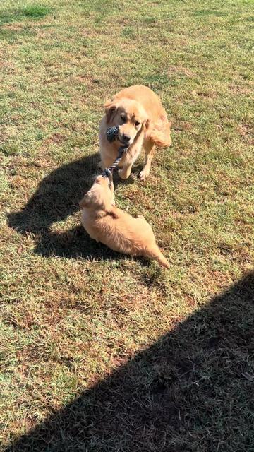 @HighCountryRetrievers