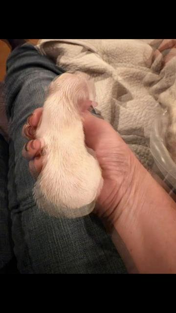 @Twilight Shih Tzu