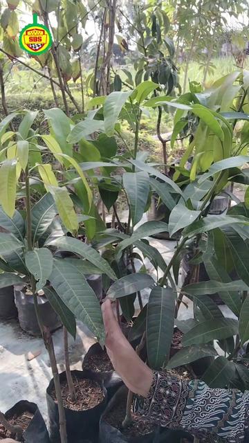 @Produksi Buah_SBS