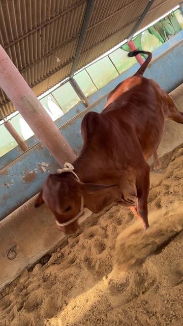 @Karachi Bull lovers