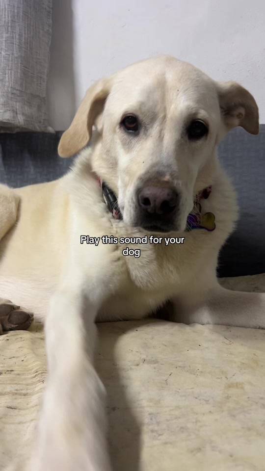 @Nala & Bella 💜