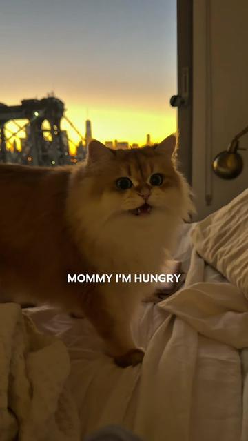 @Cleo the City Kitty
