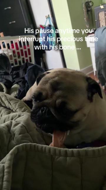 @thewinterpug