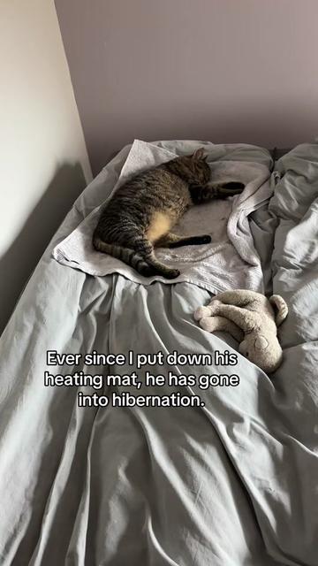@Joep_the_ rescuecat