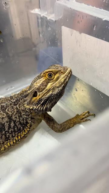 @BeWild Reptile Rescue