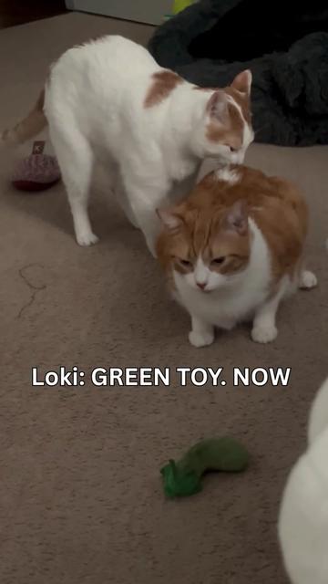 @One and a Half Orange Cats