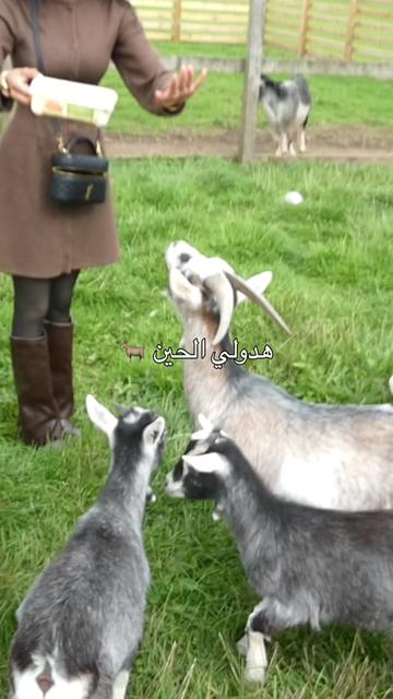 @مارينا