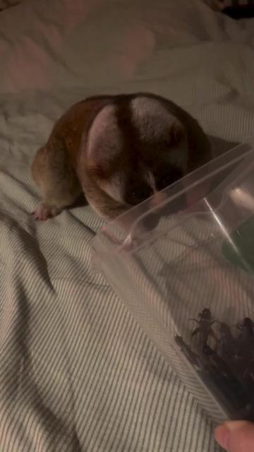 @animalsgonewildd