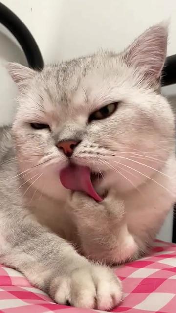 @Cute_kitten