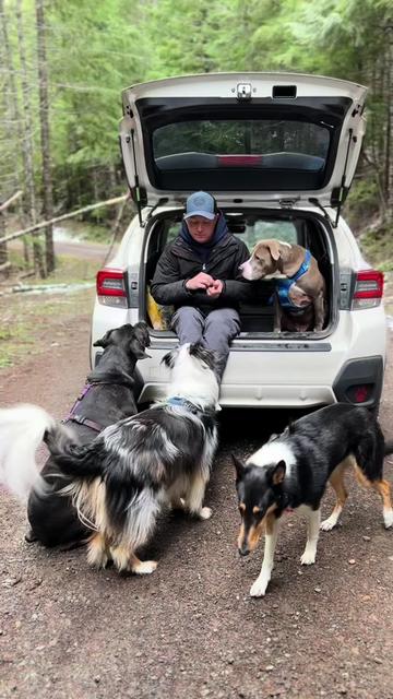 @lauren | dog behavior pro