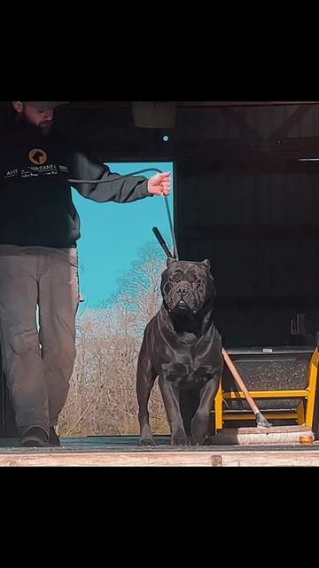 @americana_kennels