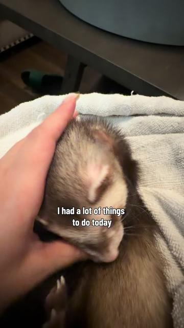 @oliverandstellaferrets