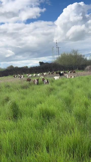 @Riverraisedboergoats