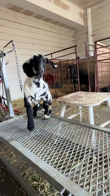 @Riverraisedboergoats
