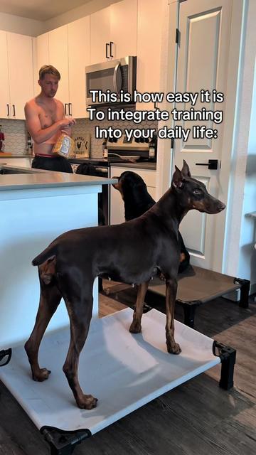 @tylerthek9trainer