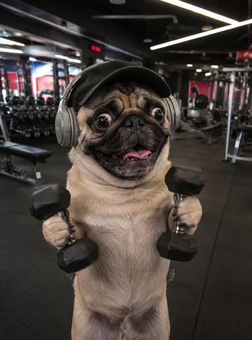 @Pug