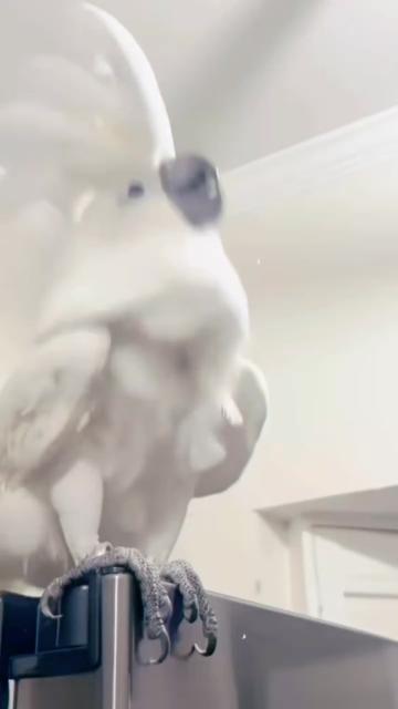 @Cute little pet 💕