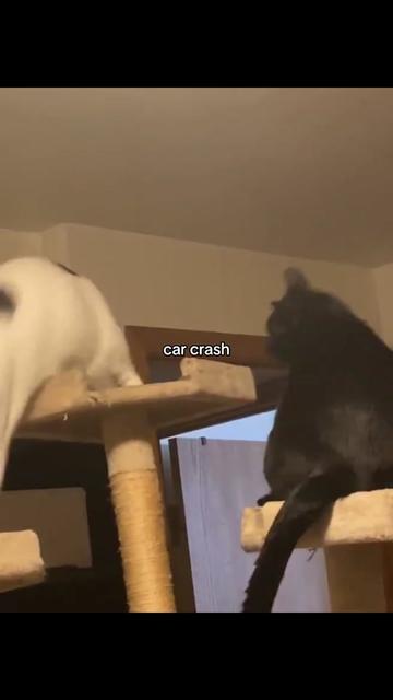 @meow