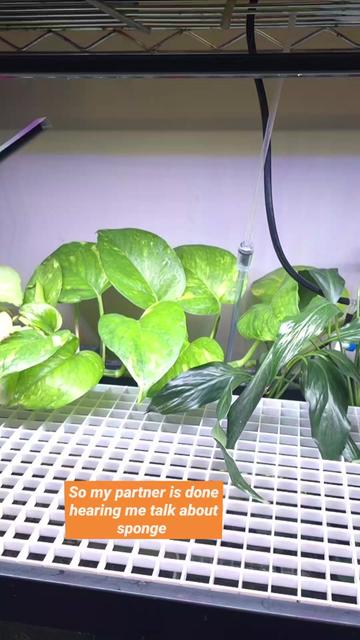 @Schalkx.Aquatics