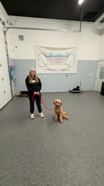 @Chicagoland Dog Training