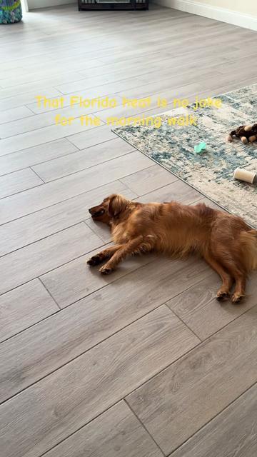 @Sage | Mini Golden Retriever