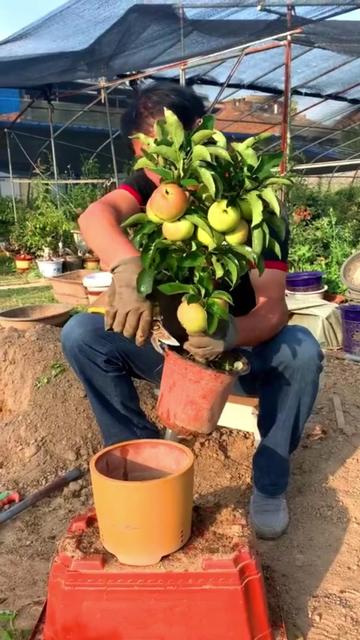 @Grow Garden | Plantas