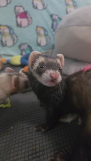 @FuffyFerrets
