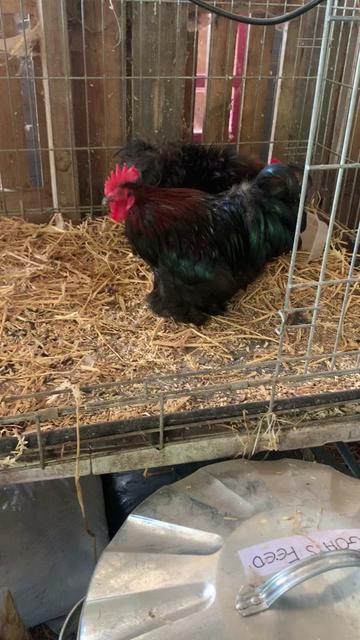 @Walnut Tree Farm