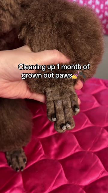 @Maddie, Jovie & Nessie💛🤎🐩