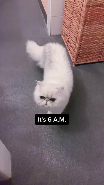 @Dutchkittycat