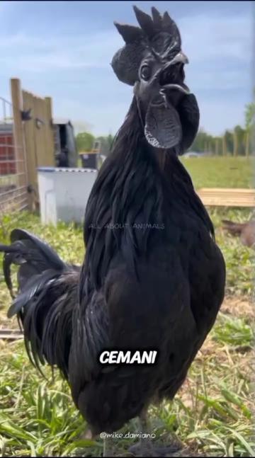 @ALL ABOUT ANIMALS
