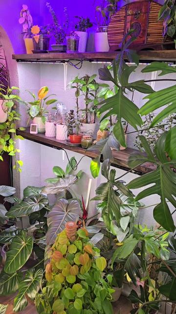 @JT - BigEGOPlants