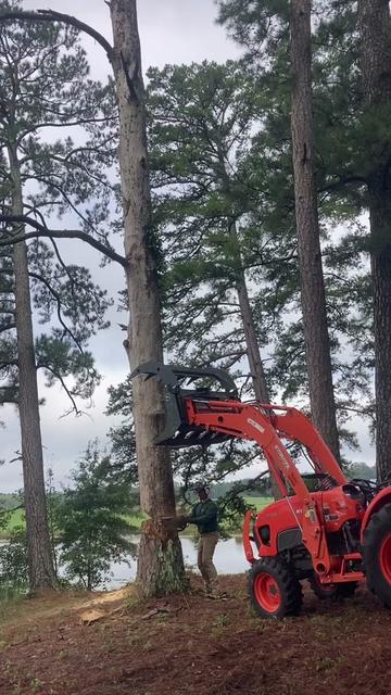 @The Tree Assassins