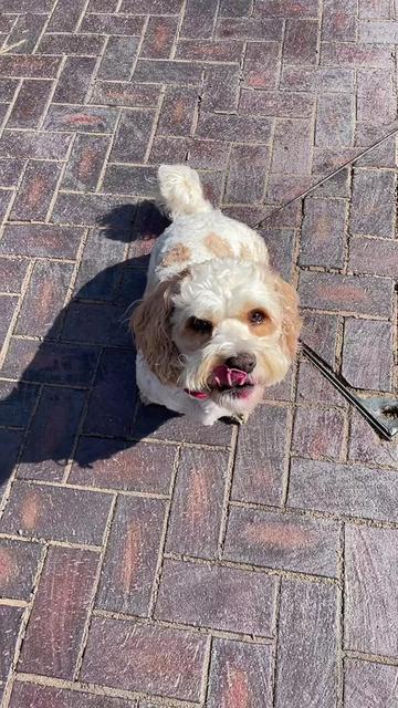 @My Cavachon