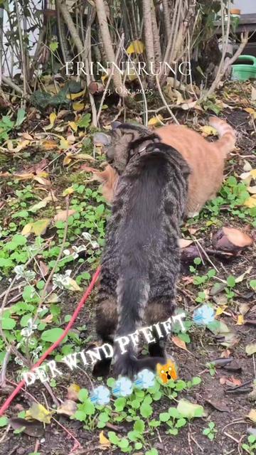 @😻Katrin&Odin 😻Modi Muddi 😻