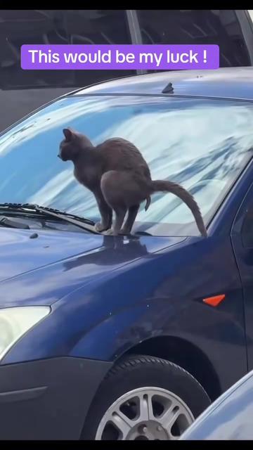 @Random Cat Stuff