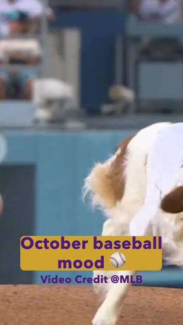 @Westminster Kennel Club