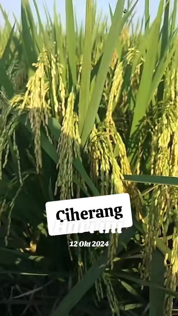 @PT. BHD INDONESIA
