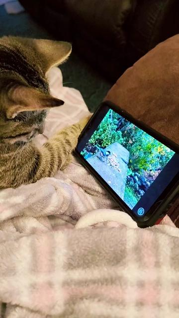 @Pickles the cat