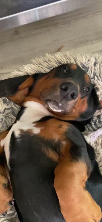 @ruledbyhounds