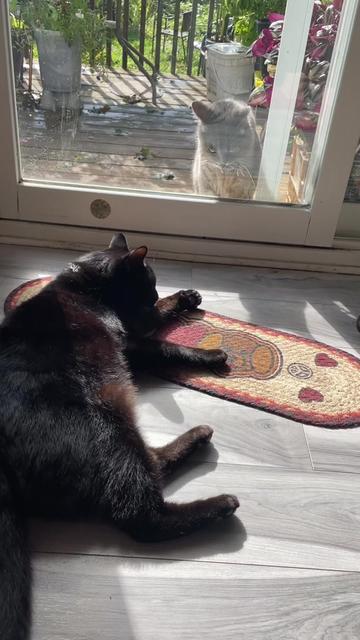 @Reznor_the_cat🪽