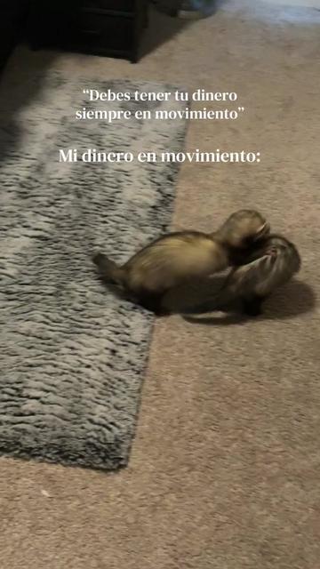 @oliverandstellaferrets