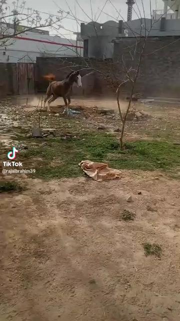 @Malikjaveed