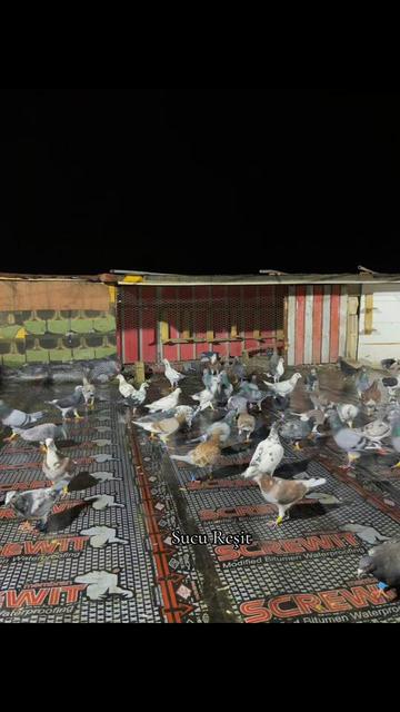 @Abdul Reşit Arıcak